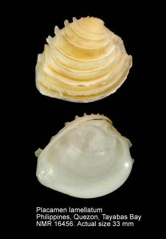 Placamen lamellatum (2).jpg - Placamen lamellatum(Röding,1798)